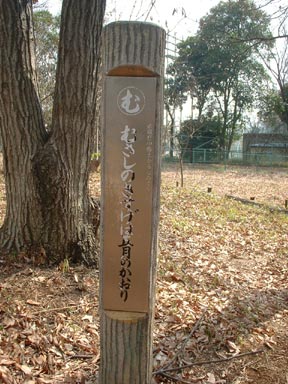 むさしのきすげは五月のかおり