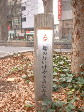 類のないけやきのなみ木
